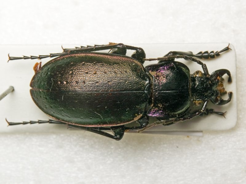 Carabus nemoralis O.F. Muller, 1764